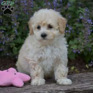 Baxter, Bich-Poo Puppy